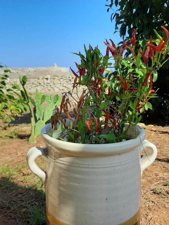Tenuta L'Alba Di Monte Matino Otranto Ngoại thất bức ảnh